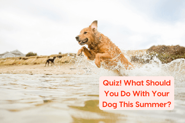 [Quiz] What Should You Do With Your Dog This Summer? | Pupford