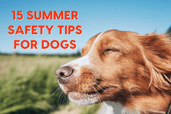 15 Summer Safety Tips for Dogs + 3 Bonus Hacks for Dogs in the City | Pupford