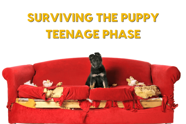 Surviving the Puppy Teenage Phase & Rebellious Stage | Pupford