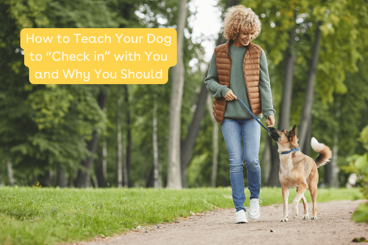 How to Teach Your Dog to “Check in” with You and Why You Should | Pupf ...