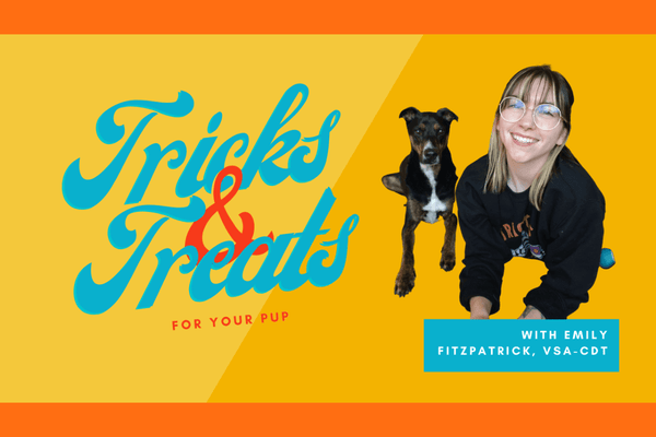 How to Teach Your Dog to Nod 'Yes' with Head [Video] | Pupford