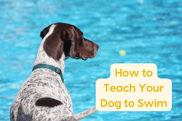 How to Teach a Dog to Swim + Can All Dogs Swim? | Pupford