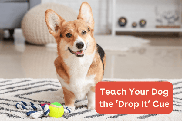 How to Teach a Dog To Drop It: Step-By-Step with Video | Pupford