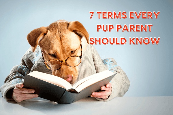 7 Terms Every Pup Parent Should Know | Pupford