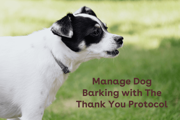 Manage Dog Barking with The Thank You Protocol | Pupford