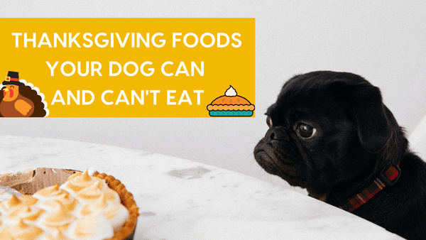 15+ Foods Dogs Can (& Can't) Eat on Thanksgiving + Dog Thanksgiving Meal Ideas | Pupford