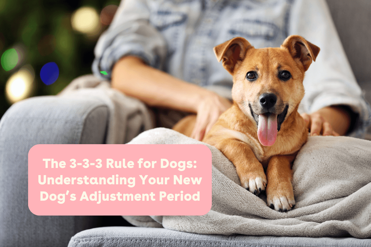 Dogs Rule 3-3-3 Rule for Dogs: Understanding a Dog's Adjustment Period | Pupford