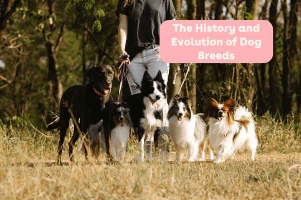 The History and Evolution of Dog Breeds: A Basic Timeline | Pupford