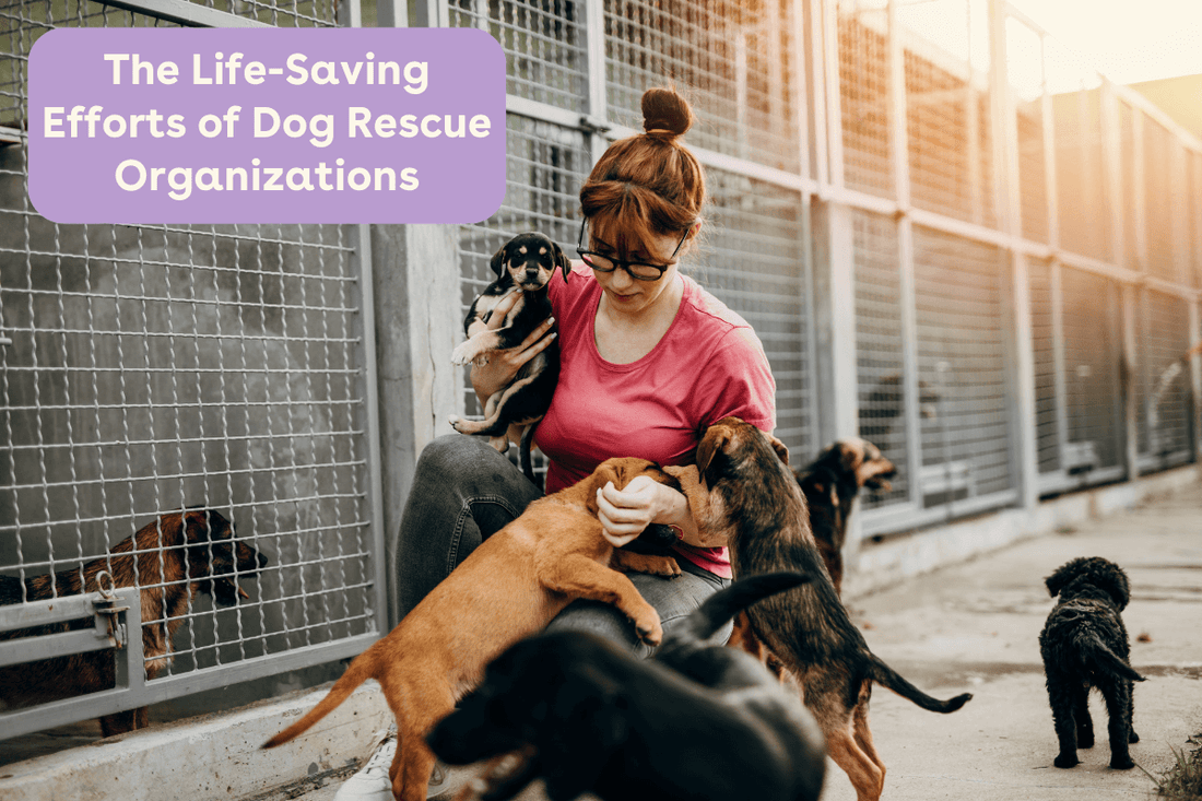 What is Dog Rescue: Ultimate Guide to Saving Lives Today