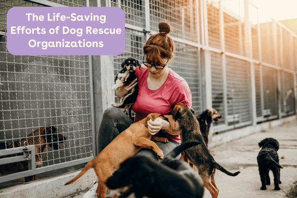 The Life-Saving Efforts of Dog Rescue Organizations | Pupford
