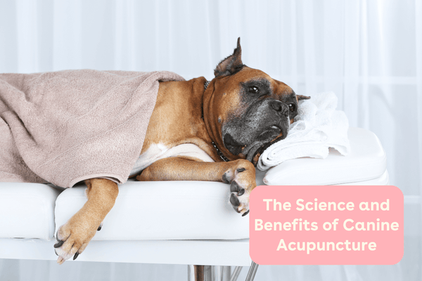 The Science and Benefits of Canine Acupuncture | Pupford