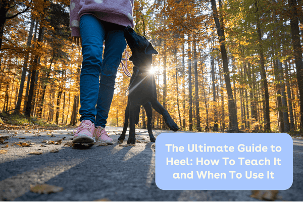The Ultimate Guide to Heel: How To Teach It and When To Use It