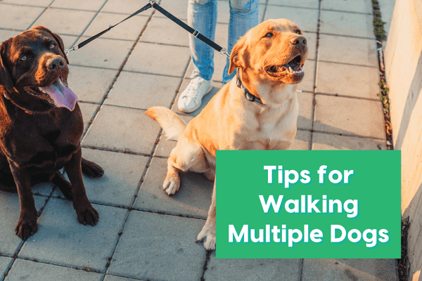 Tips for Walking Multiple Dogs at Once | Pupford