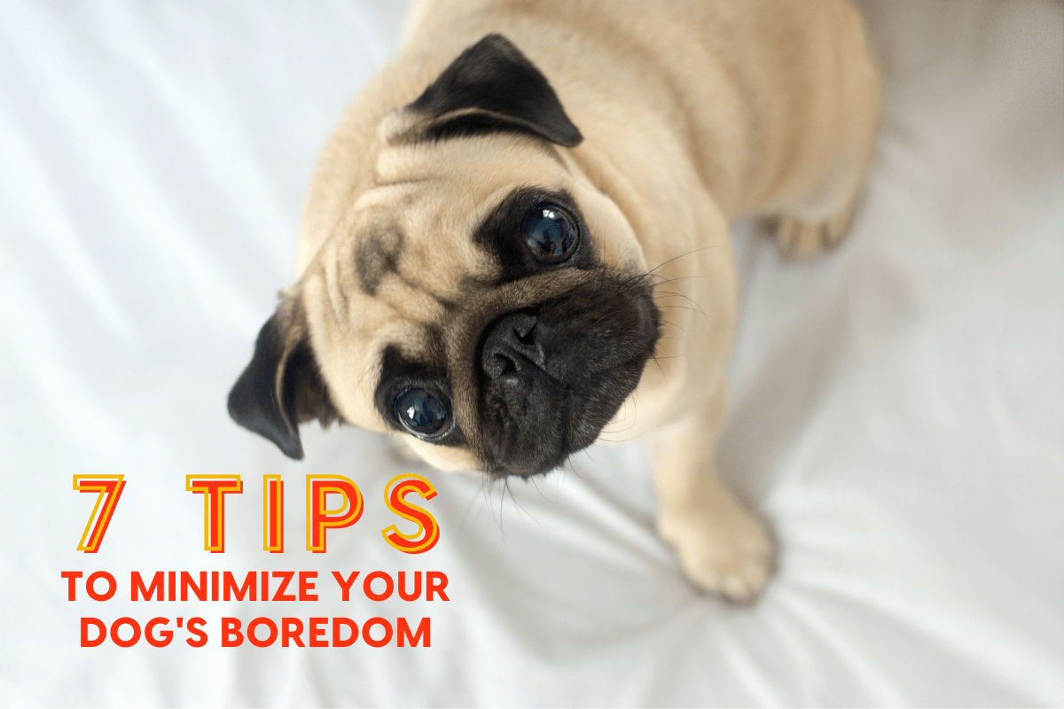 Dealing with Dog Boredom? Here Are 7 Things to Do! | Pupford