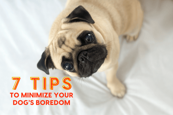 Dealing with Dog Boredom? Here Are 7 Things to Do! | Pupford