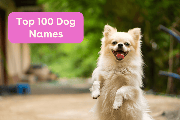 100 Most Popular Dog Names in 2024/2025: By Breed, State, and More | Pupford