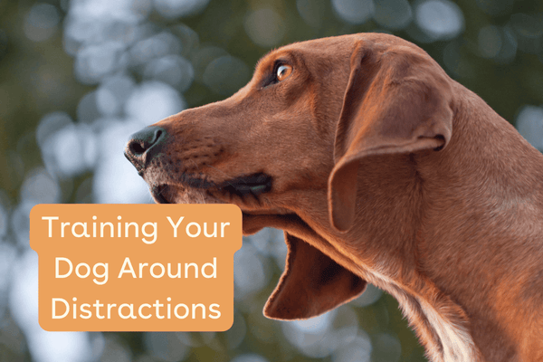 Tips for Training Dogs Around Distractions | Pupford