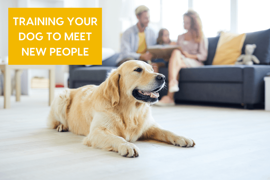 Teaching a Dog to Meet Strangers & Reduce Excitement | Pupford