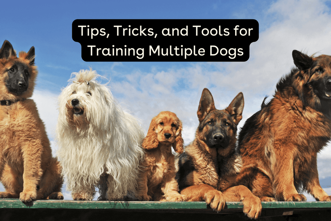 Training Multiple Dogs At Once