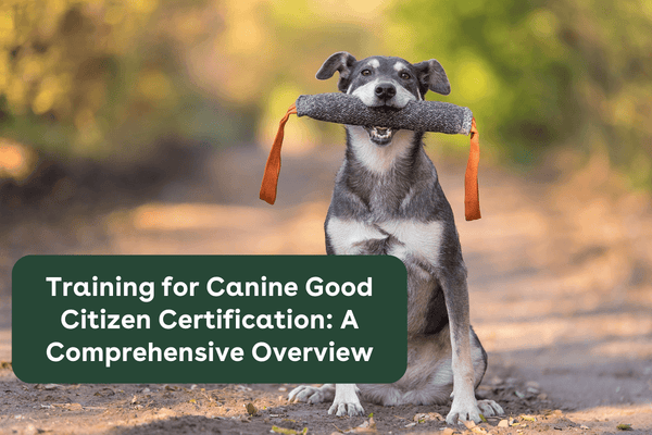 Training for Canine Good Citizen Certification: A Comprehensive Overview | Pupford