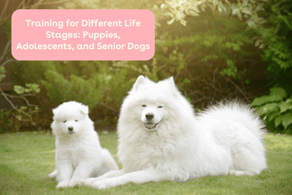 Training for Different Life Stages: Puppies, Adolescents, and Senior Dogs | Pupford