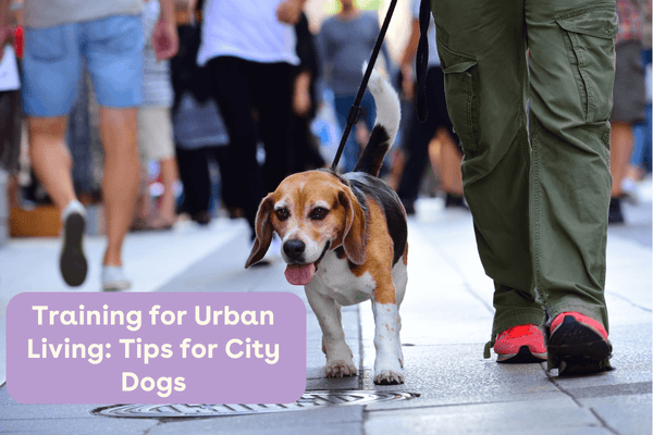 Training for Urban Living: Tips for City Dogs | Pupford
