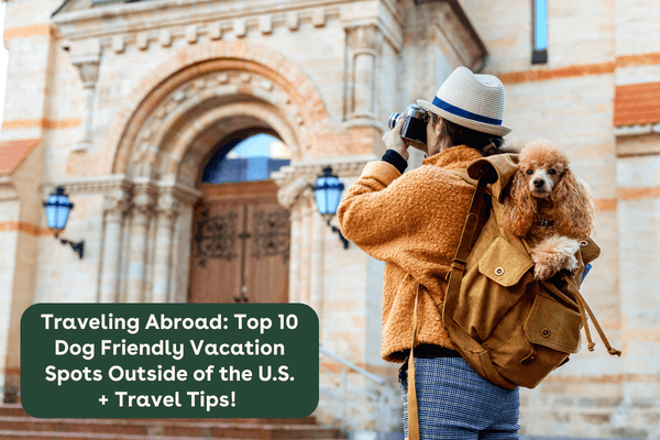 Traveling Abroad: Top 10 Dog Friendly Vacation Spots Outside of the U.S. + Travel Tips! | Pupford