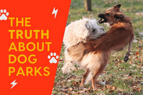 The (Scary) Truth About Dog Parks + Alternatives & Pros & Cons | Pupford