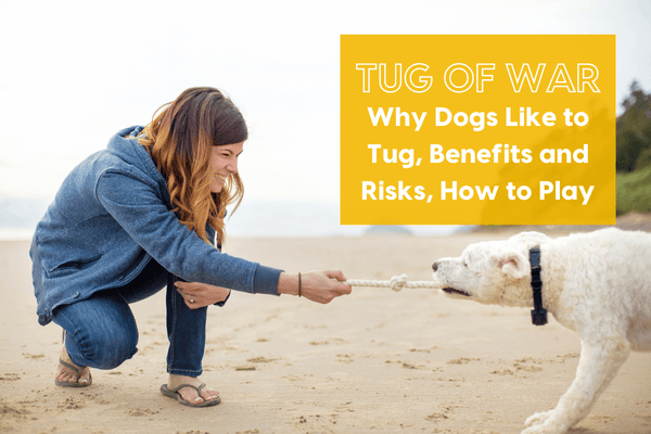 Tug of War: Why Dogs Like to Tug, Benefits and Risks, and How to Play | Pupford