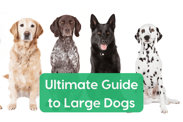 Ultimate Guide to Large Dogs: Training, Care, Chart & More | Pupford