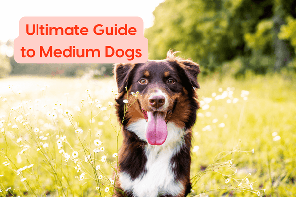 Ultimate Guide to Medium Dogs: Training, Care, Breed Chart & More | Pupford