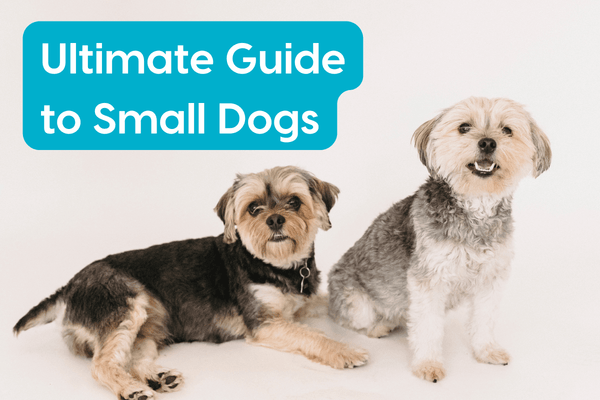 Ultimate Guide to Small Dogs: Care, Training, Chart & More | Pupford