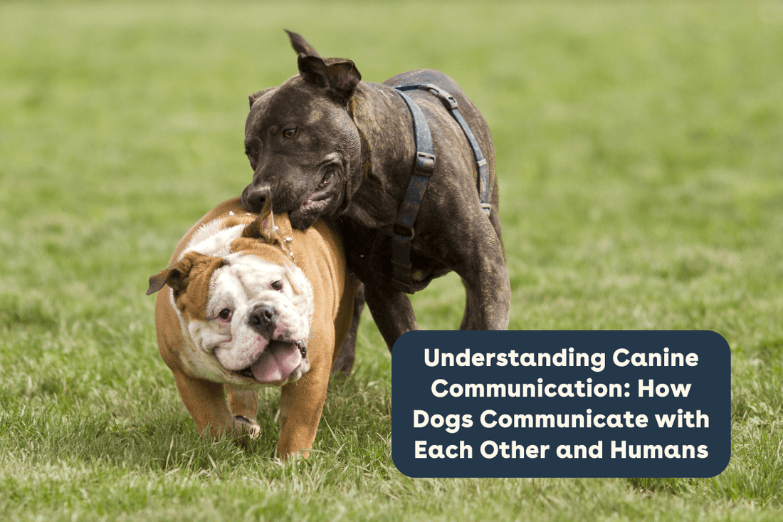 Understanding Canine Communication: How Dogs Communicate with Each Other and Humans | Pupford