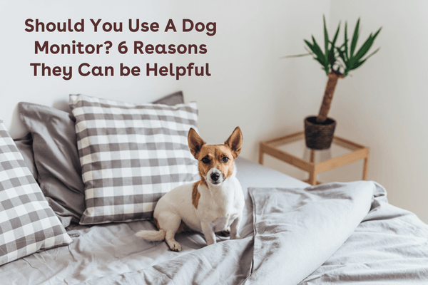 Should You Use A Monitor for Your Dog? 6 Reasons They Can be Helpful | Pupford