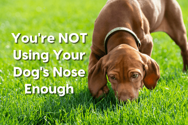 Are You Using Your Dog's Nose Enough? How to Encourage Your Dog's Sense of Smell | Pupford