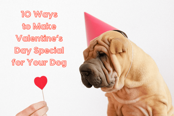 10 Ways to Make Valentine's Day Special for Your Dog | Pupford