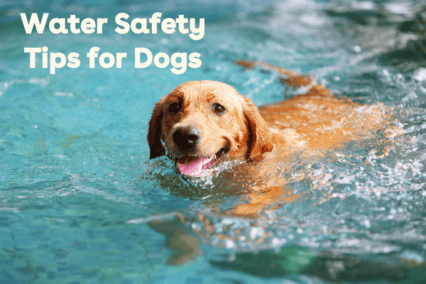 Essential Water Safety Tips for Dogs: Keep Your Dog Safe in the Water | Pupford