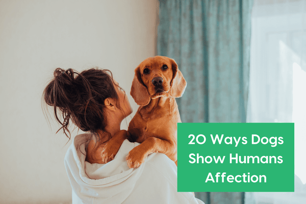 How Do Dogs Show Affection? 20 Ways Dogs Show Love to Humans | Pupford