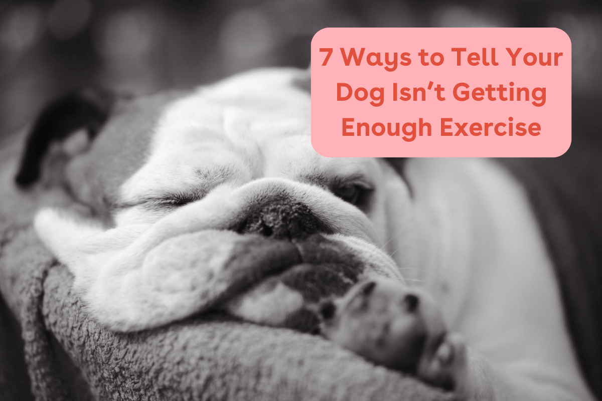 Dogs Not Getting Exercise 7 Ways to Tell Your Dog Isn’t Getting Enough Exercise | Pupford