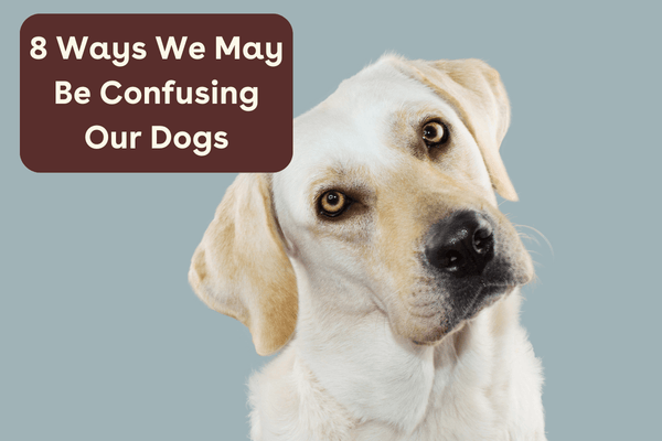 8 Ways We May be Confusing Our Dogs | Pupford