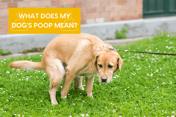 7 Dog Poop Meanings + Types of Dog Poop Guide | Pupford