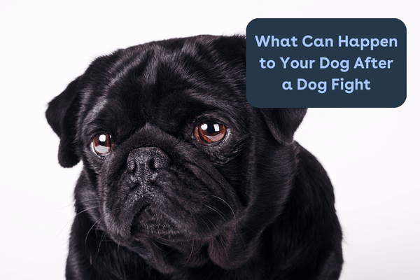 What Can Happen to Your Dog After a Dog Fight and How to Overcome it | Pupford