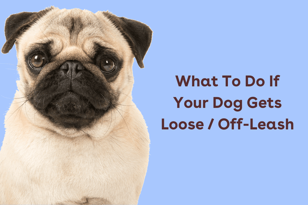 What To Do If Your Dog Gets Loose / Off-Leash or Escapes | Pupford