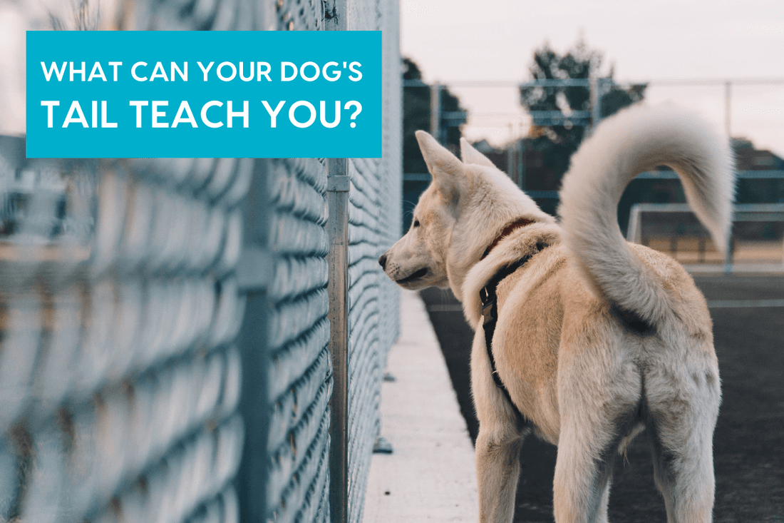 What Your Dog’s Tail Can Teach You + Dog Tail Meaning | Pupford