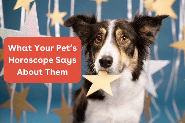 What Your Dog’s Horoscope & Zodiac Sign Says About Them | Pupford