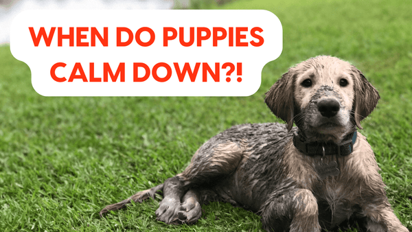 When Do Puppies Calm Down? + 5 Tips to Settle Your Dog | Pupford