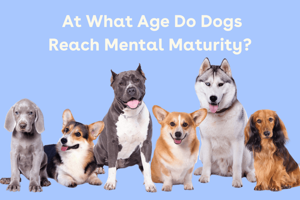 When Are Dogs Adults? When Do Puppies Mature Mentally? | Pupford