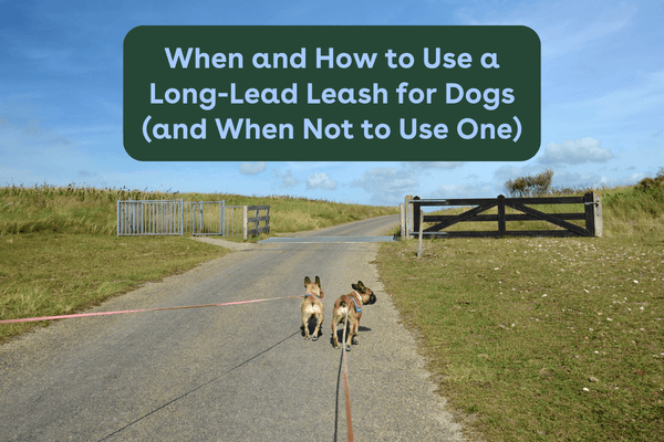 When and How to Use a Long-Lead Leash for Dogs (and When Not to Use One) | Pupford