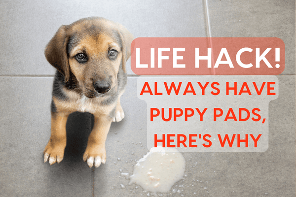 Life Hack: ALWAYS Have Puppy Pads, Here's Why | Pupford