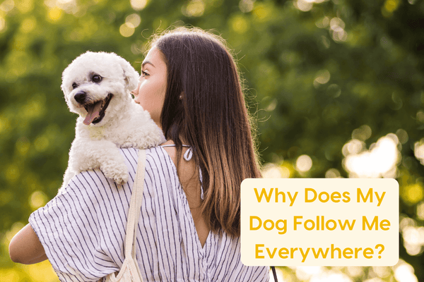 Why Does My Dog Follow Me Everywhere, Including the Bathroom? | Pupford
